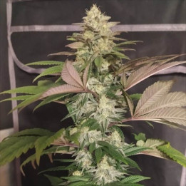 Semillas regulares de marihuana ErdPurt x PCK Ace Seeds