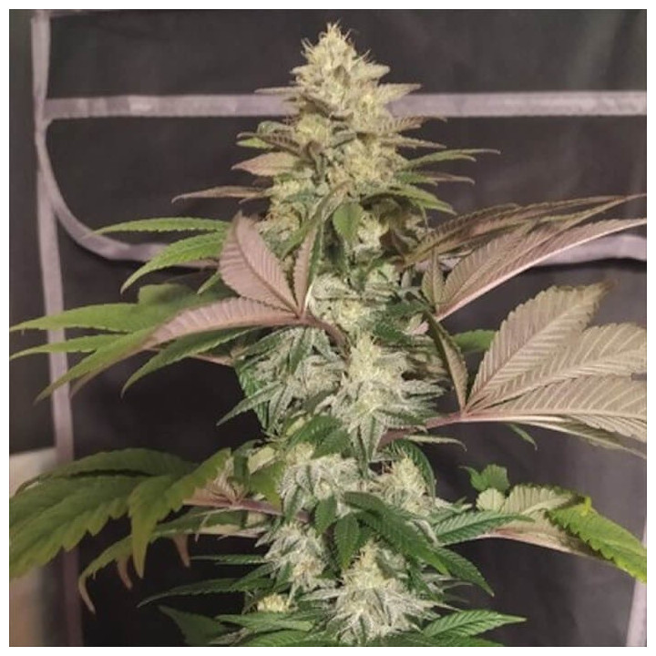Semillas regulares de marihuana ErdPurt x PCK Ace Seeds