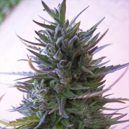 Semillas regulares Nepal Mist Ace Seeds