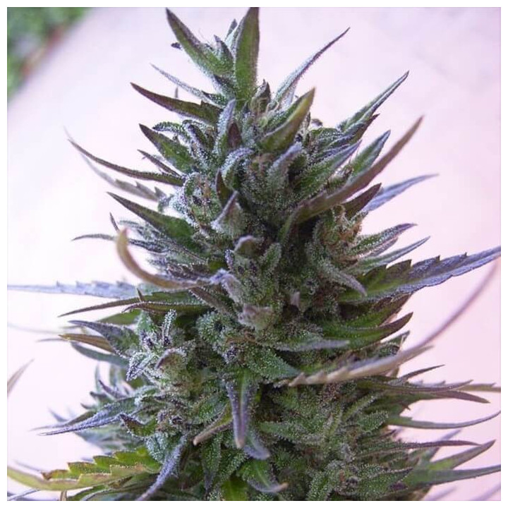 Semillas regulares Nepal Mist Ace Seeds