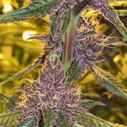 Semillas regulares Pakistan Chitral Kush Ace Seeds