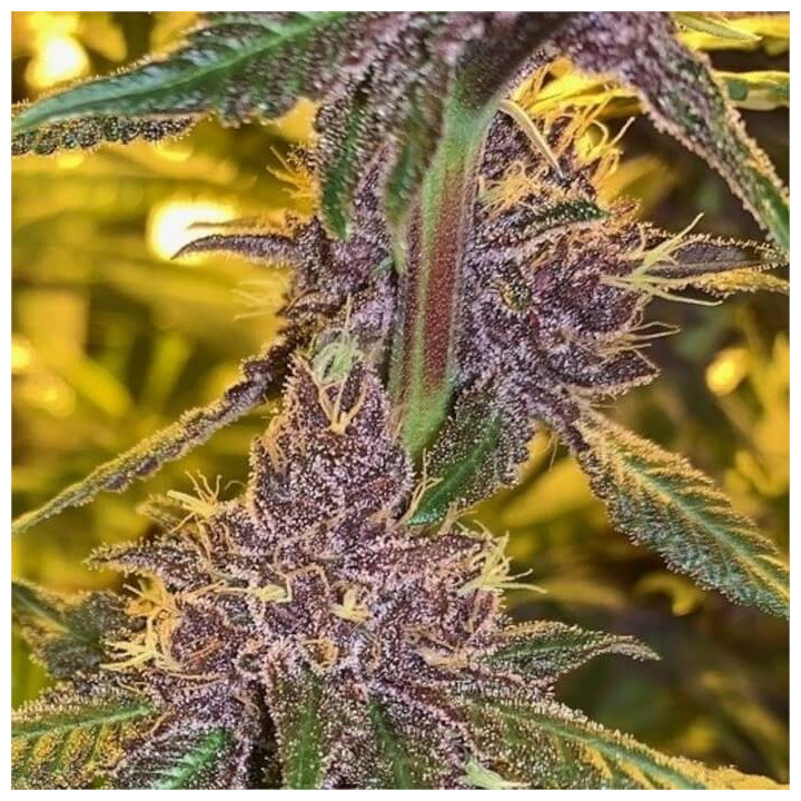 Semillas regulares Pakistan Chitral Kush Ace Seeds