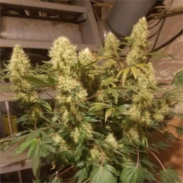 Semillas regulares Panamá x Bangi Haze Ace Seeds