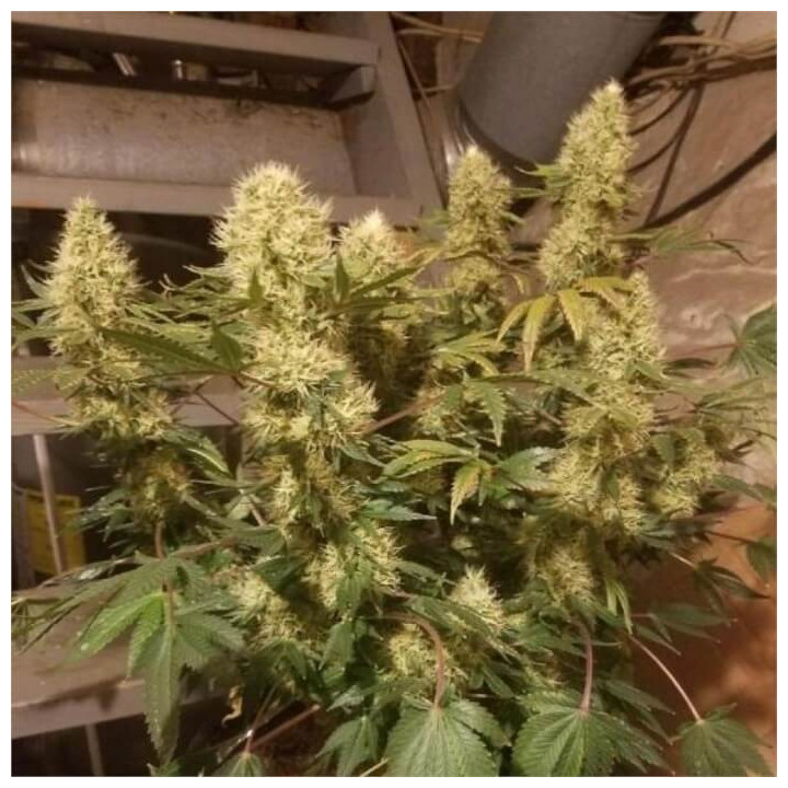 Semillas regulares Panamá x Bangi Haze Ace Seeds