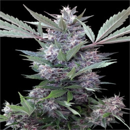 Semillas regulares de marihuana Bubba Kush x PCK Ace Seeds