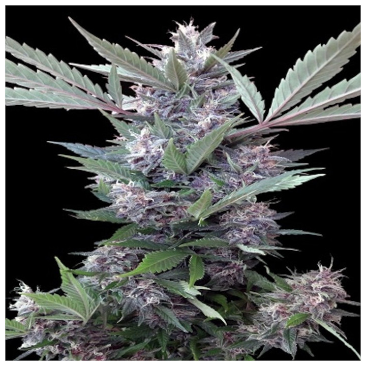 Semillas regulares de marihuana Bubba Kush x PCK Ace Seeds