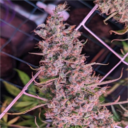 Golden Tiger 3 Versión Feminizadas ☘️ [ Ace Seeds ] | Diosa Planta