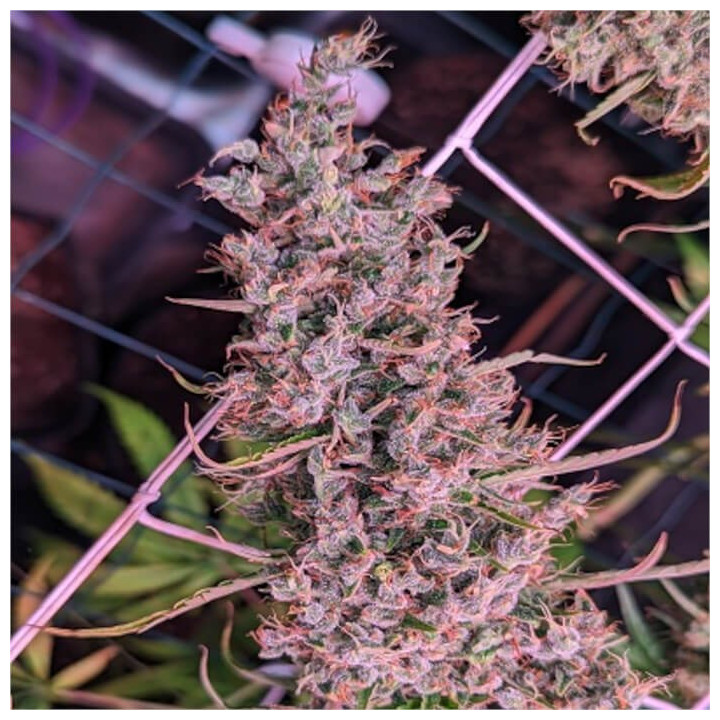 Golden Tiger 3 Versión Feminizadas ☘️ [ Ace Seeds ] | Diosa Planta
