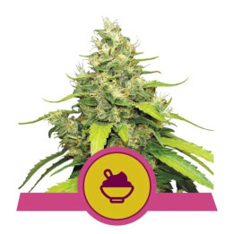 Semillas feminizadas Blue Gelato Royal Queen