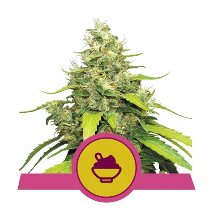 Semillas feminizadas Blue Gelato Royal Queen