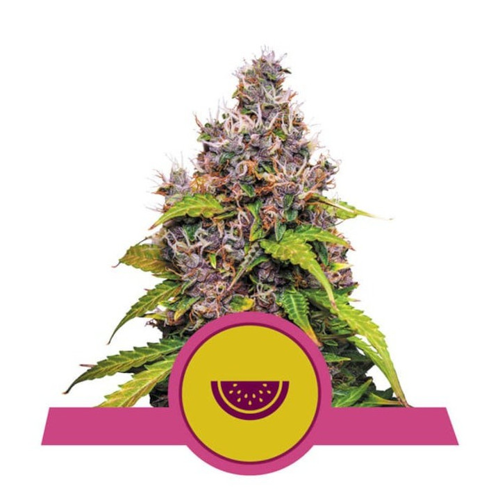 Semillas feminizadas Watermelon Royal Queen
