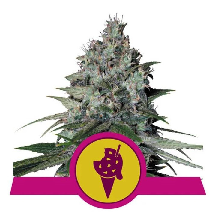 Semillas feminizadas Cookies Gelato Royal Queen
