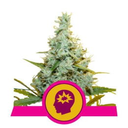 Semillas feminizadas AMG Amnesia Mac Ganja Royal Queen