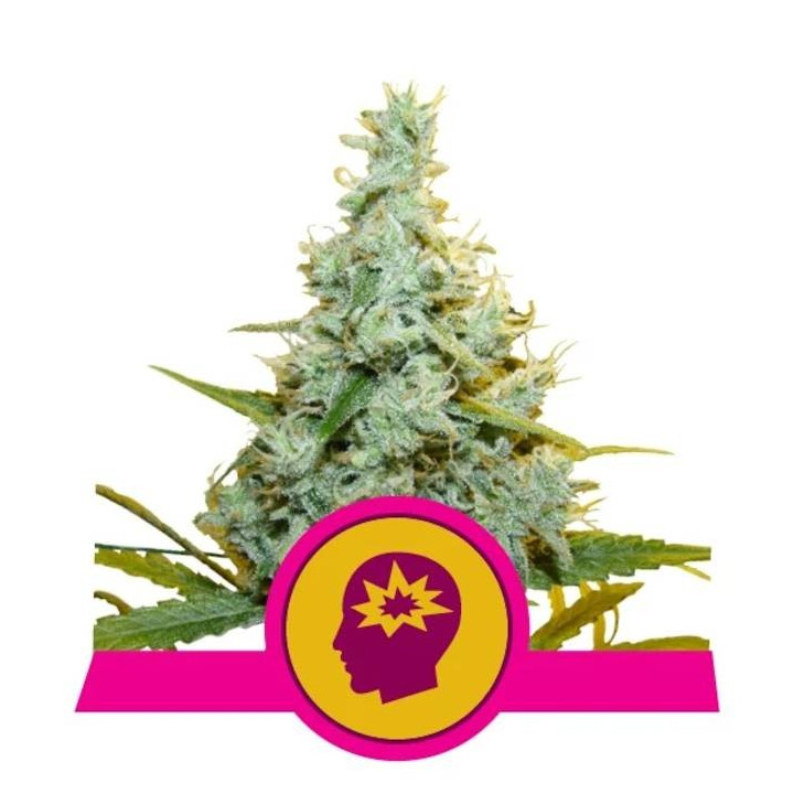 Semillas feminizadas AMG Amnesia Mac Ganja Royal Queen