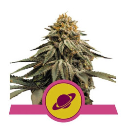Semillas feminizadas Royal Skywalker Royal Queen