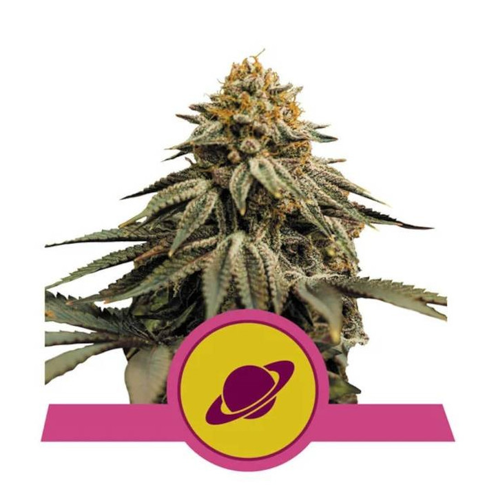 Semillas feminizadas Royal Skywalker Royal Queen
