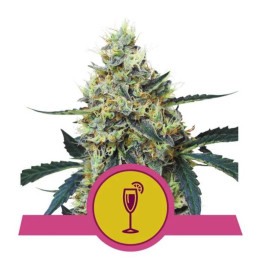 Semillas feminizadas Mimosa Royal Queen
