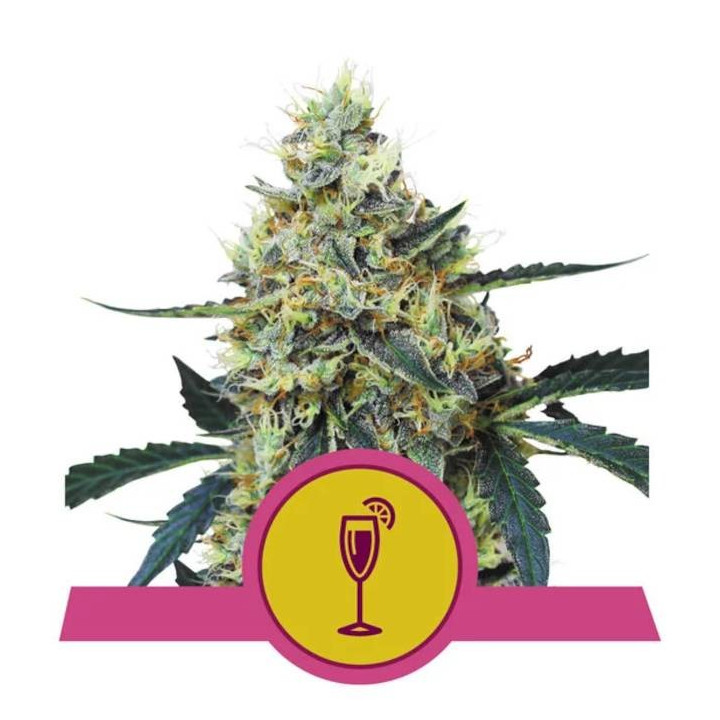 Semillas feminizadas Mimosa Royal Queen