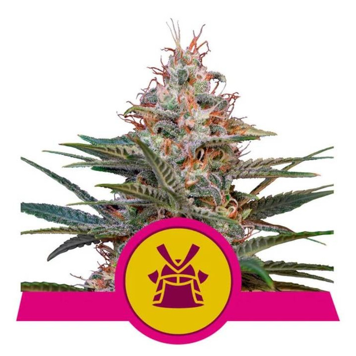 Semillas feminizadas Shogun Royal Queen