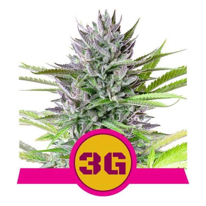 Semillas feminizadas Triple G Royal Queen