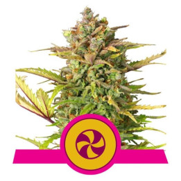 Semillas feminizadas Sweet ZZ Royal Queen