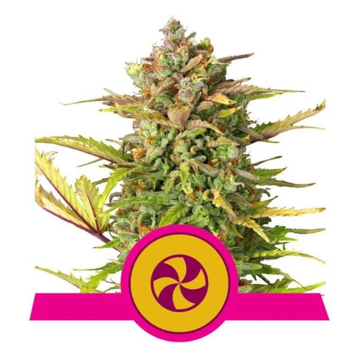 Semillas feminizadas Sweet ZZ Royal Queen