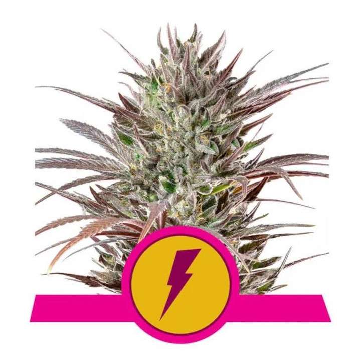 Semillas feminizadas North Thunderfuck Royal Queen