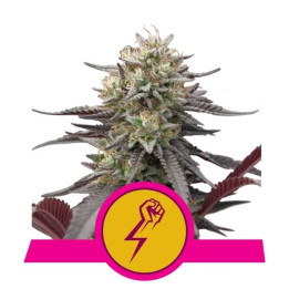 Semillas feminizadas Green Crack Punch Royal Queen