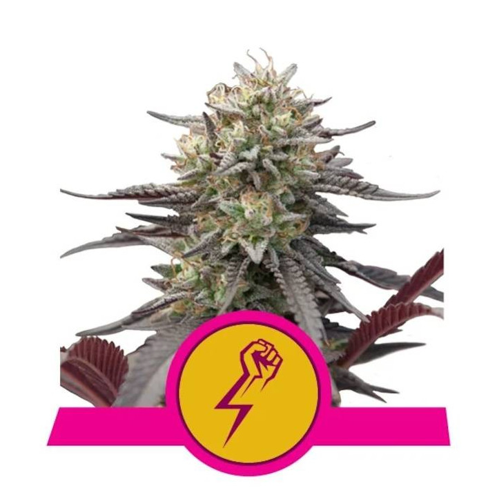 Semillas feminizadas Green Crack Punch Royal Queen