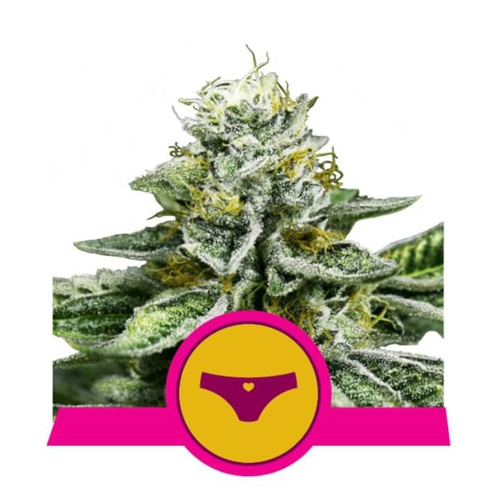 Semillas feminizadas Sherbet Queen Royal Queen