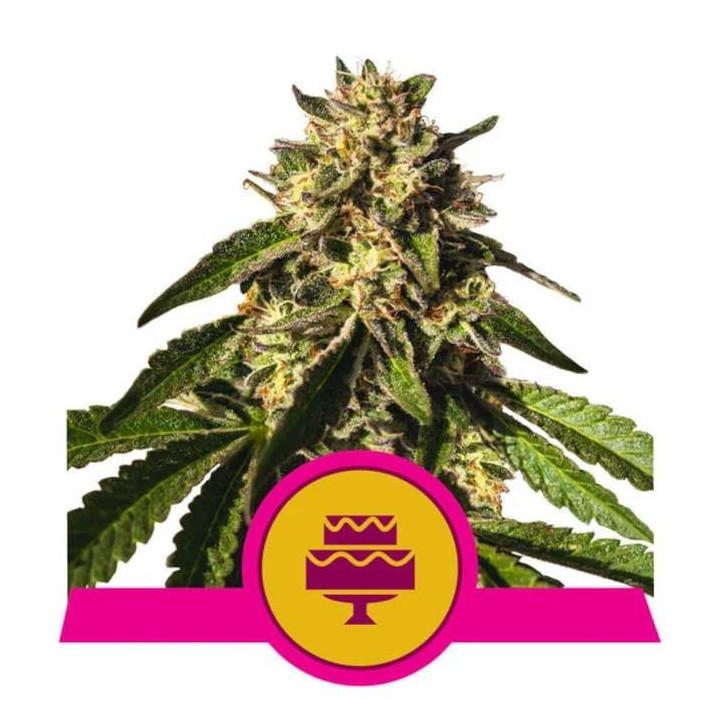 Semillas feminizadas Wedding Gelato Royal Queen