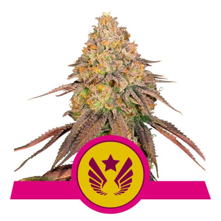 Semillas feminizadas Legendary Og Punch Royal Queen