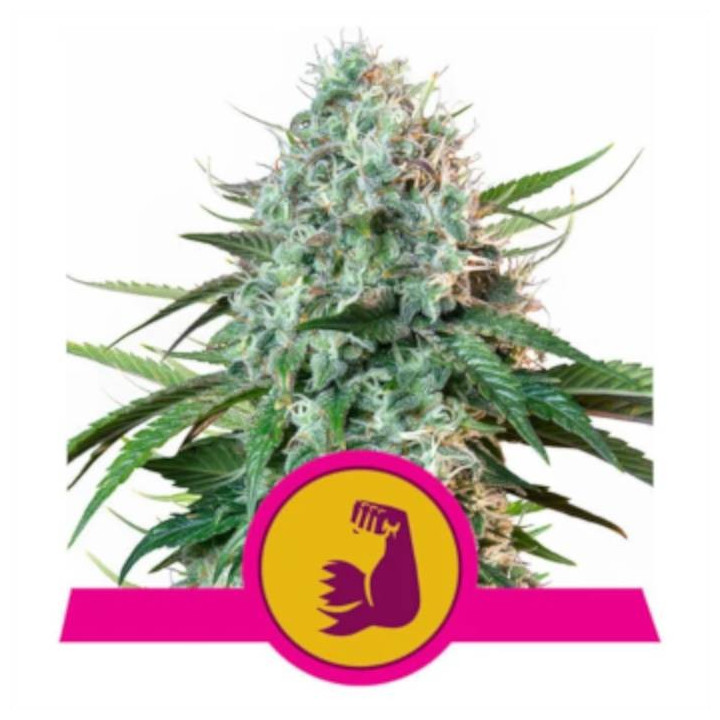 Semillas feminizadas Hulkberry Royal Queen