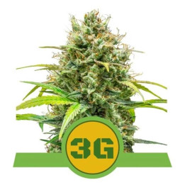 Semillas feminizadas Triple G Auto Royal Queen