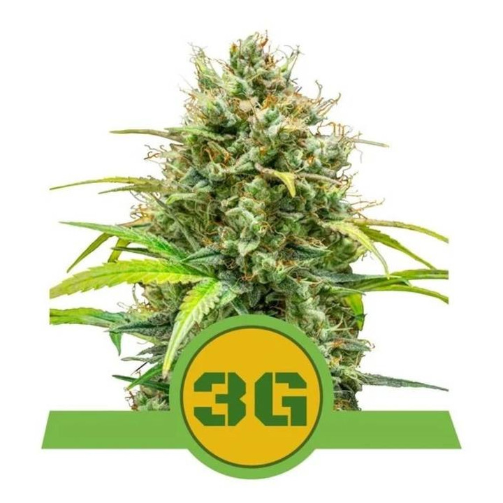 Semillas feminizadas Triple G Auto Royal Queen