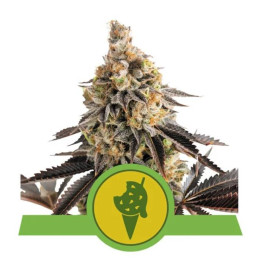 Semillas feminizadas Cookies Gelato Auto Royal Queen