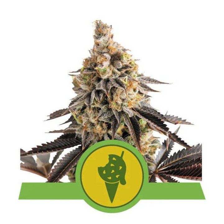 Semillas feminizadas Cookies Gelato Auto Royal Queen
