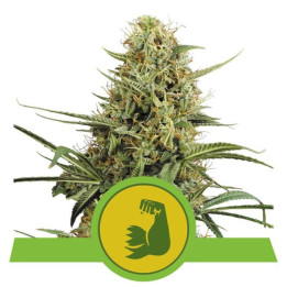 Semillas feminizadas Hulkberry Auto Royal Queen
