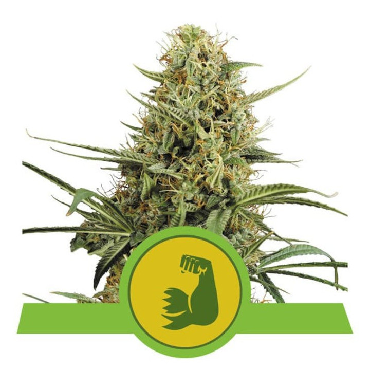 Semillas feminizadas Hulkberry Auto Royal Queen