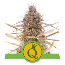 Semillas feminizadas Purple Queen Auto Royal Queen