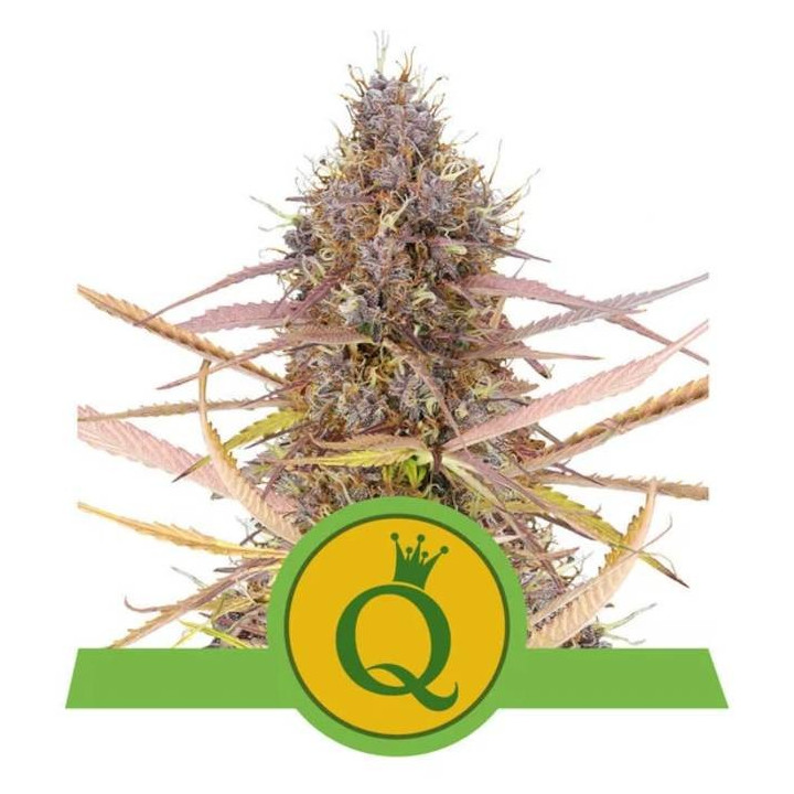 Semillas feminizadas Purple Queen Auto Royal Queen