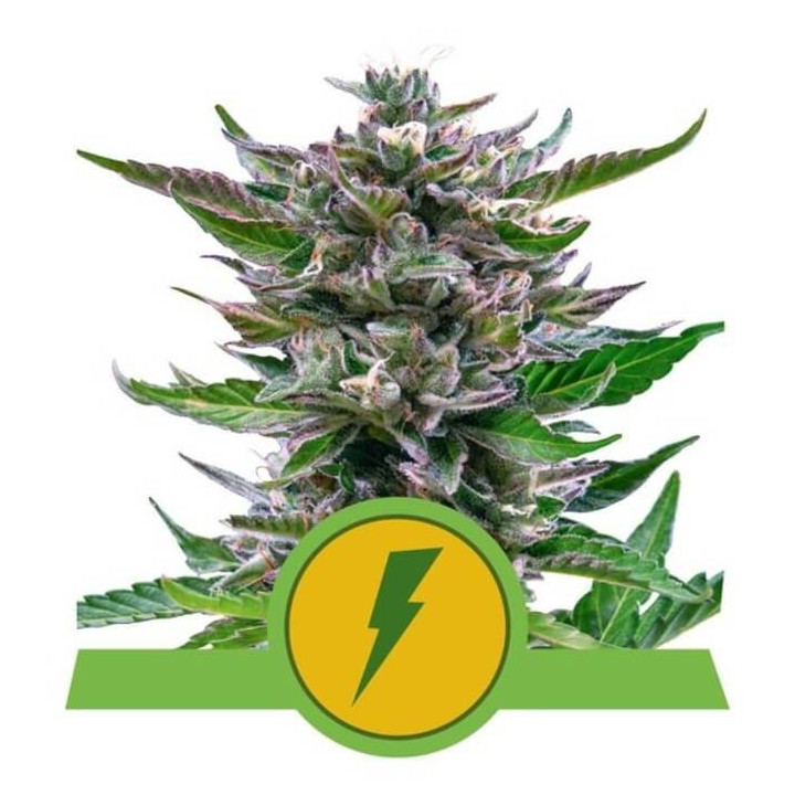 Semillas feminizadas North Thunderfuck Auto Royal Queen