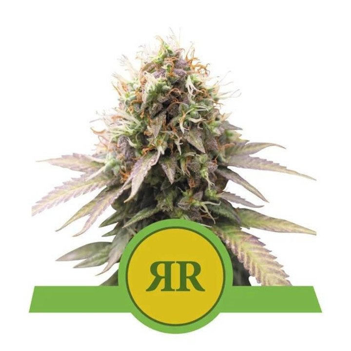 Semillas feminizadas Royal Runtz Auto Royal Queen