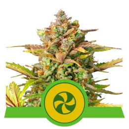 Semillas feminizadas Hulkberry Auto Royal Queen