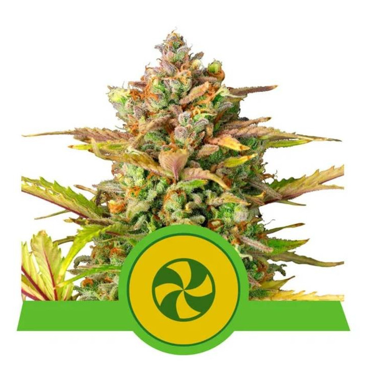 Semillas feminizadas Hulkberry Auto Royal Queen