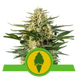 Semillas feminizadas Green Gelato Auto Royal Queen
