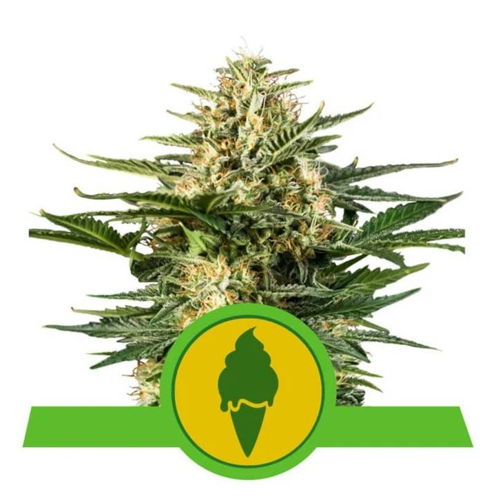 Semillas feminizadas Green Gelato Auto Royal Queen