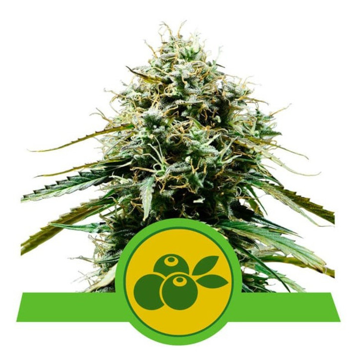 Semillas feminizadas Haze Berry Auto Royal Queen
