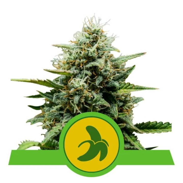 Semillas feminizadas Fat Banana Auto Royal Queen