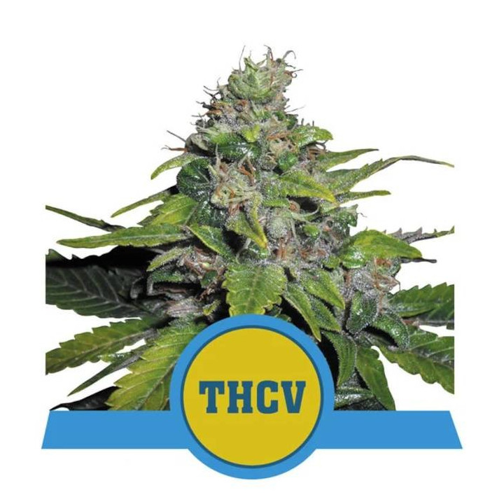Semillas feminizadas Royal THCV Royal Queen